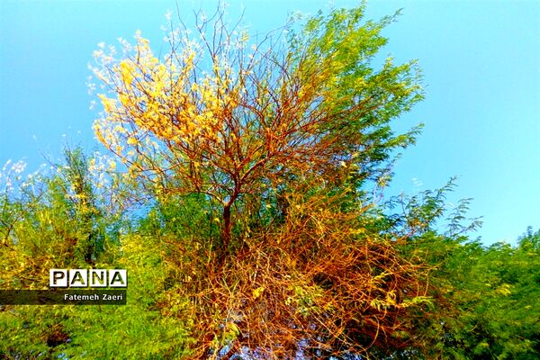 طبیعت پاییزی لامِرد فارس