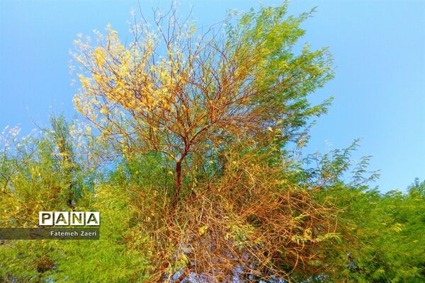 طبیعت پاییزی لامِرد فارس
