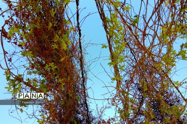 طبیعت پاییزی لامِرد فارس