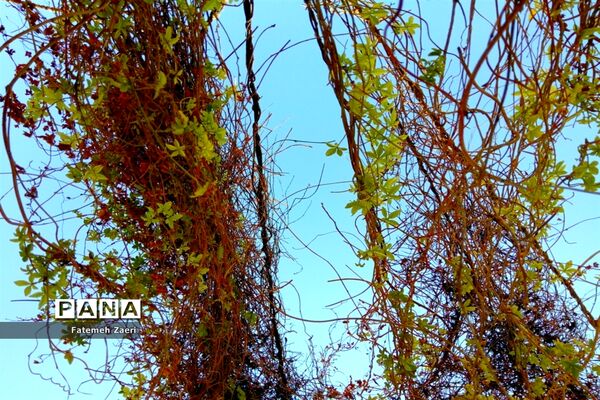 طبیعت پاییزی لامِرد فارس