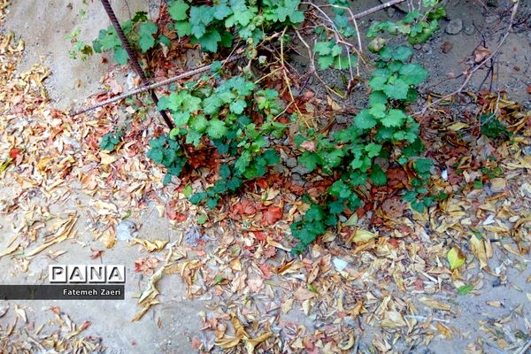طبیعت پاییزی لامِرد فارس