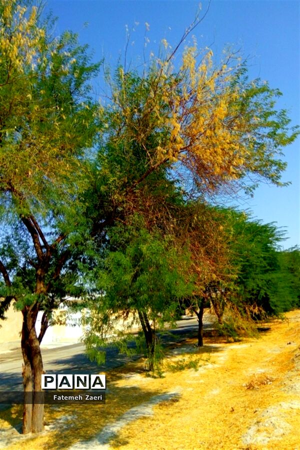 طبیعت پاییزی لامِرد فارس