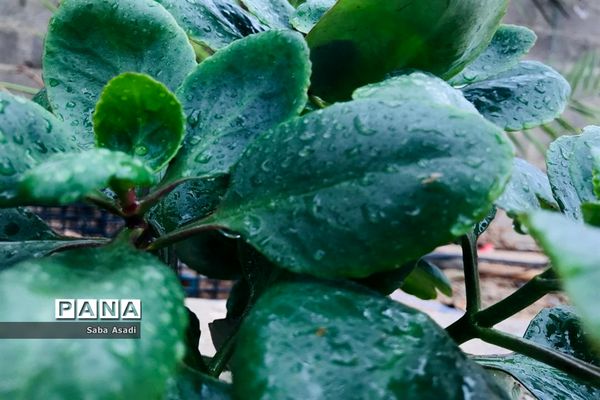 بارش نخستین باران پاییزی در گله دار