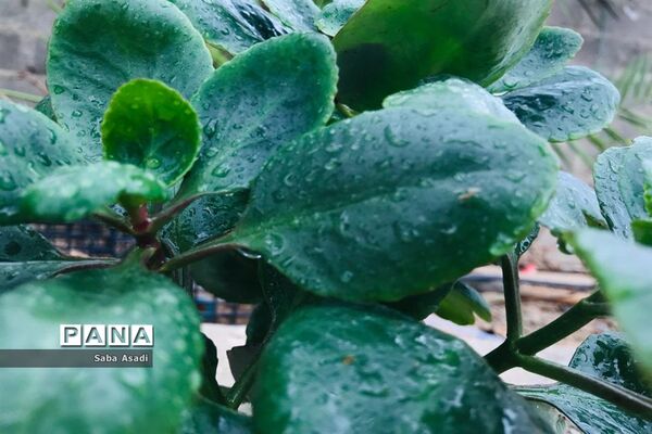 بارش نخستین باران پاییزی در گله دار
