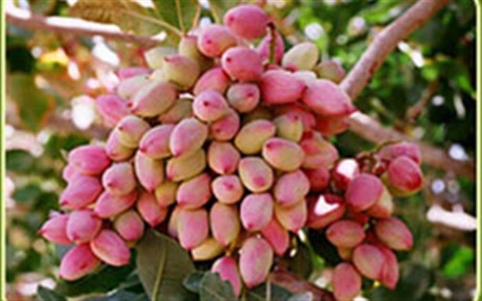 آغاز برداشت پسته در شهرستان طبس