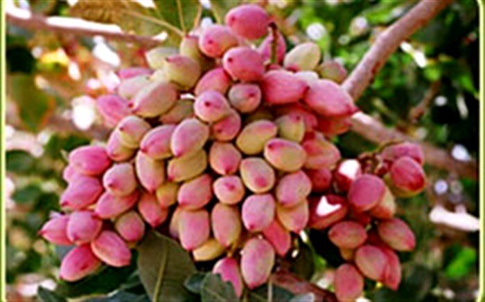 آغاز برداشت پسته در شهرستان طبس