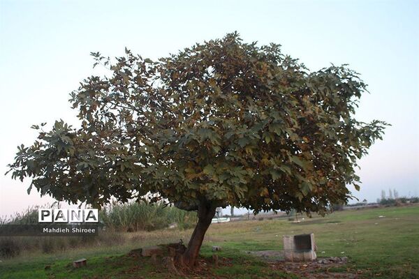 پاییز مازندران