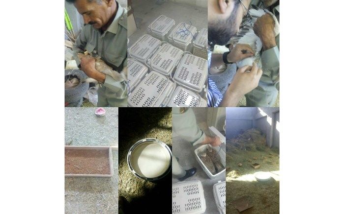 بازگشت 4 قطعه هوبره  به آغوش طبیعت خراسان جنوبی