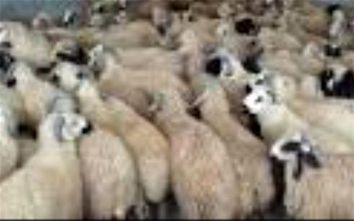 41 رأس دام قاچاق فاقد مدارک دامپزشکی در تایباد کشف شد