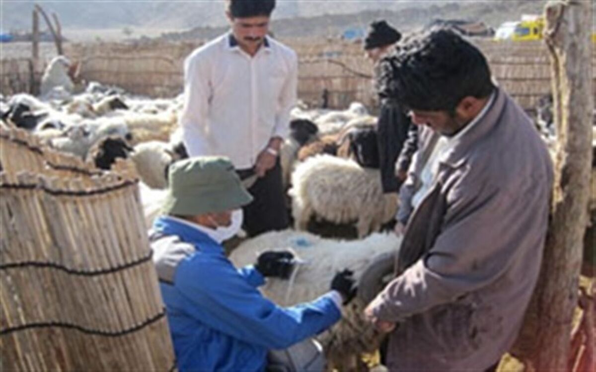 واکسیناسیون بیش از ۵۰۰ هزار دام علیه بیماری طاعون در آذربایجان غربی