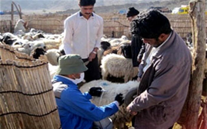 واکسیناسیون بیش از ۵۰۰ هزار دام علیه بیماری طاعون در آذربایجان غربی