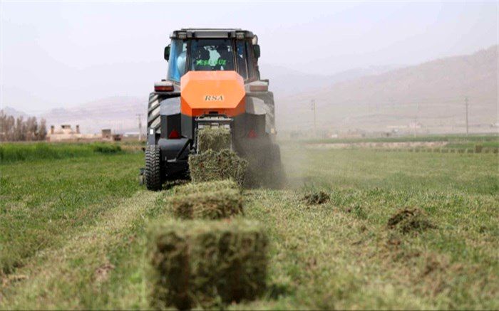 قندالی: هزار تن علوفه و خوراک دام در راه سیستان و بلوچستان