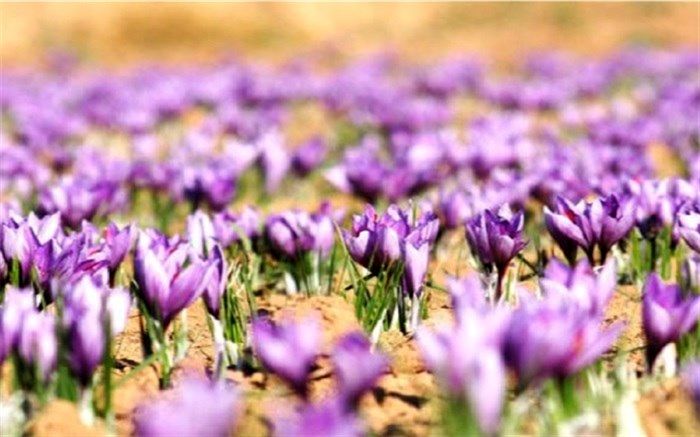 اشتغال 500 هزار نفر در روز به طور مستقیم و غیر مستقیم طی فصل برداشت زعفران