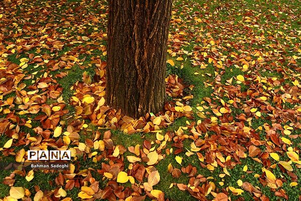 بارش باران پاییزی در تهران