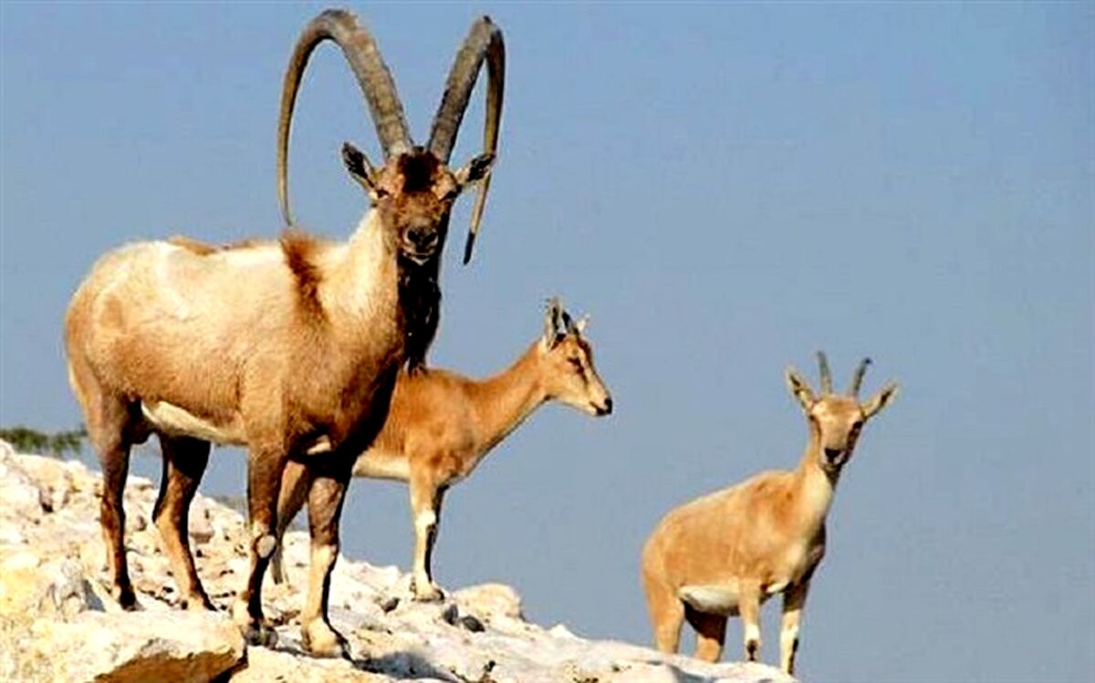سرشماری پستانداران در آذربایجان غربی آغاز شد