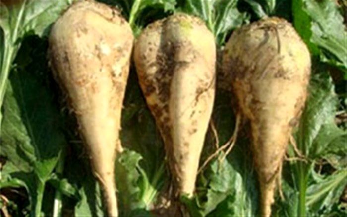 خرید تضمینی بیش از ۹۰۰ تن چغندرقند از زارعین آذربایجان غربی