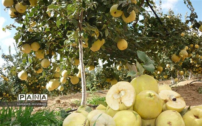 برداشت بیش از 3000 تن میوه به از باغات نی ریز