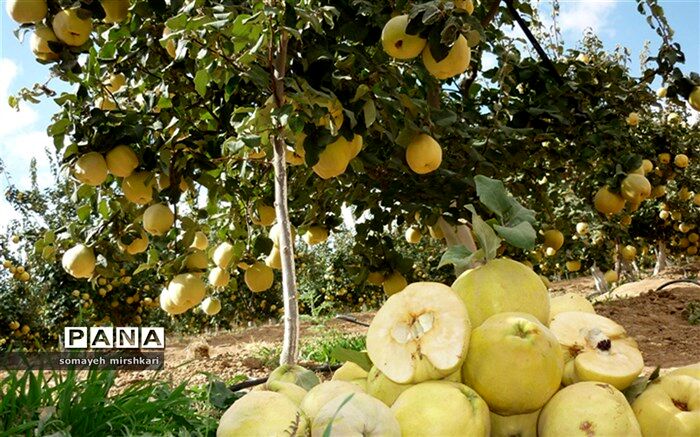 برداشت بیش از 3000 تن میوه به از باغات نی ریز