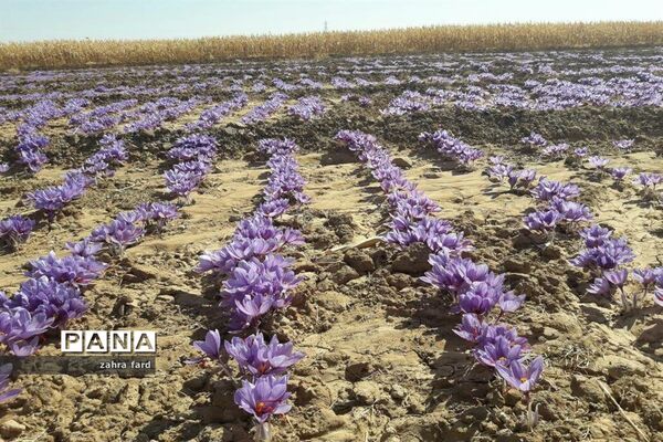 برگزاری جشنواره زعفران در شهر مشکان نی ریز