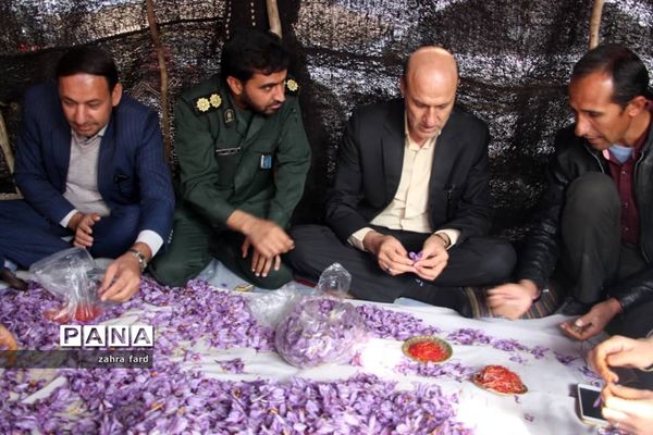 برگزاری جشنواره زعفران در شهر مشکان نی ریز