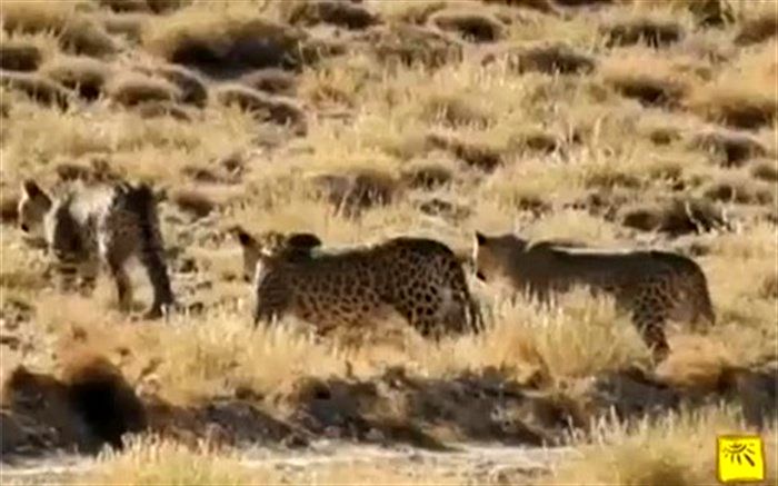 تصاویری از شکار فوق هوشمندانه یک پلنگ ایرانی