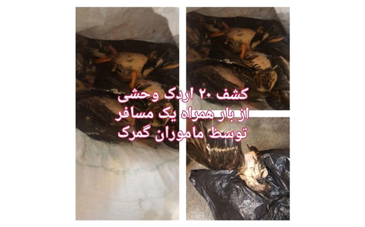 کشف قاچاق اردک در گمرک