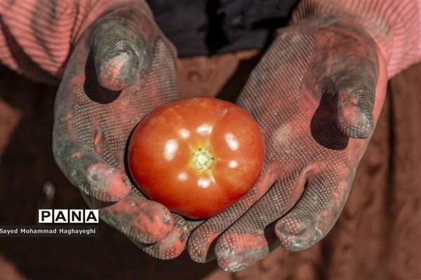 برداشت گوجه در جنوب فارس