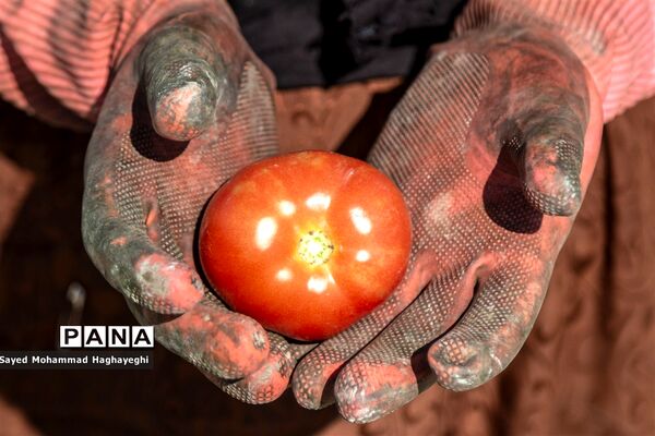 برداشت گوجه در جنوب فارس