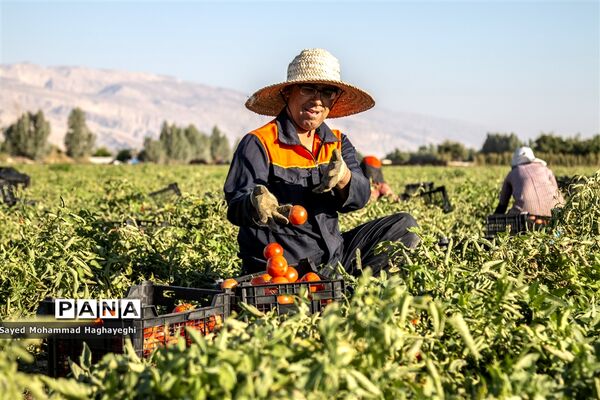 برداشت گوجه در جنوب فارس