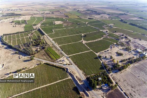 برداشت گوجه در جنوب فارس