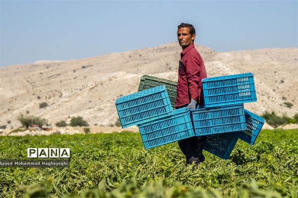 برداشت گوجه در جنوب فارس