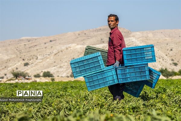 برداشت گوجه در جنوب فارس