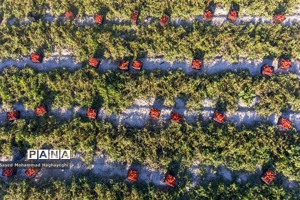 برداشت گوجه در جنوب فارس