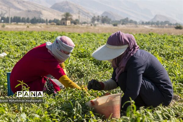 برداشت گوجه در جنوب فارس