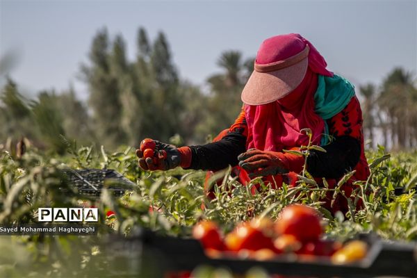 برداشت گوجه در جنوب فارس