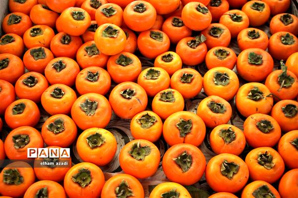بازار روز میوه و تره‌بار فریدونکنار
