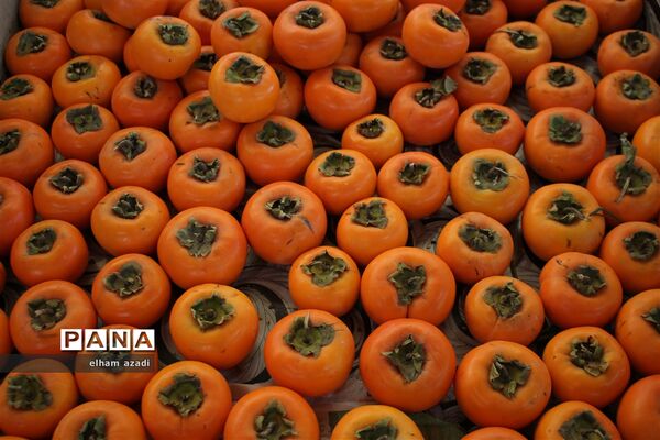 بازار روز میوه و تره‌بار فریدونکنار