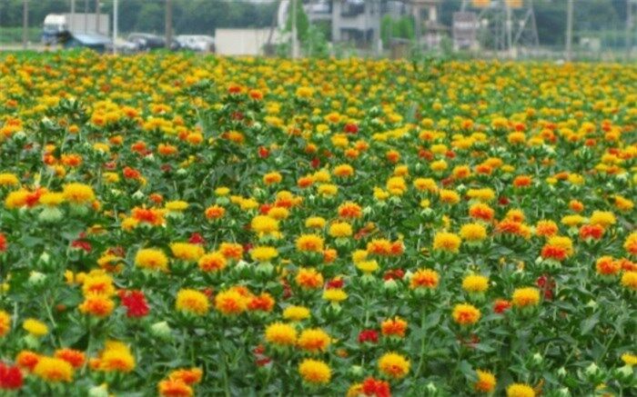 کشت 400 هکتار دانه روغنی کلزا و گلرنگ در سیستان و بلوچستان