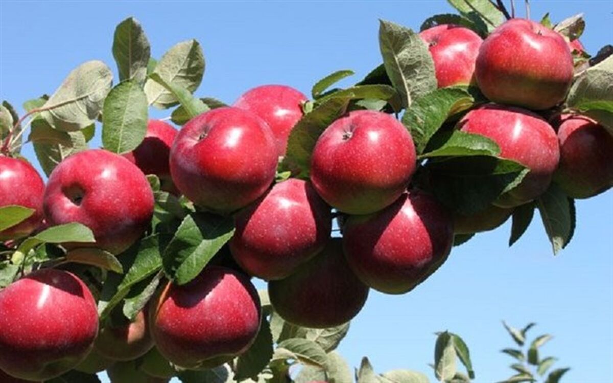فعالیت 60 هزار کشاورز آذربایجان غربی در تولید سیب