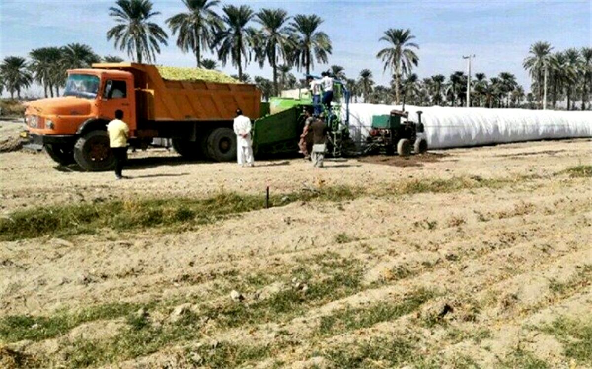 اجرای سیلوی ذرت علوفه ای به روش تونلی