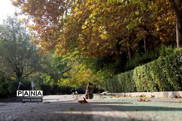 طبیعت پاییزی پارک لاله تهران