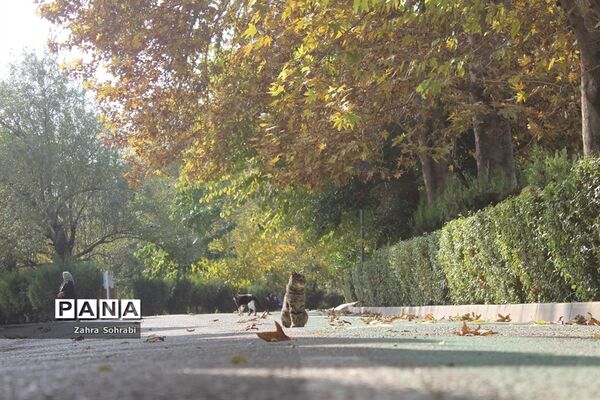 طبیعت پاییزی پارک لاله تهران