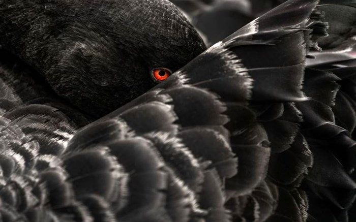 خیره شدن قوی سیاه در عکس روز نشنال جئوگرافیک