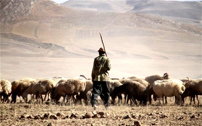 چوپان خائن با استفاده از بالگرد دستگیر شد