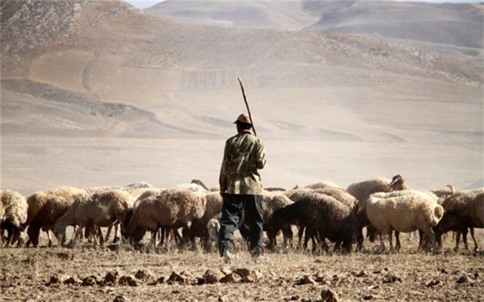 چوپان خائن با استفاده از بالگرد دستگیر شد