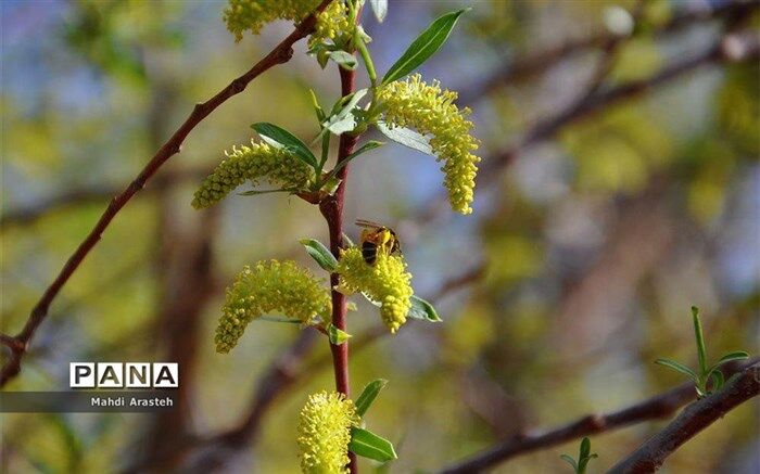پاسخ به انتقاد هرس زودهنگام درختان