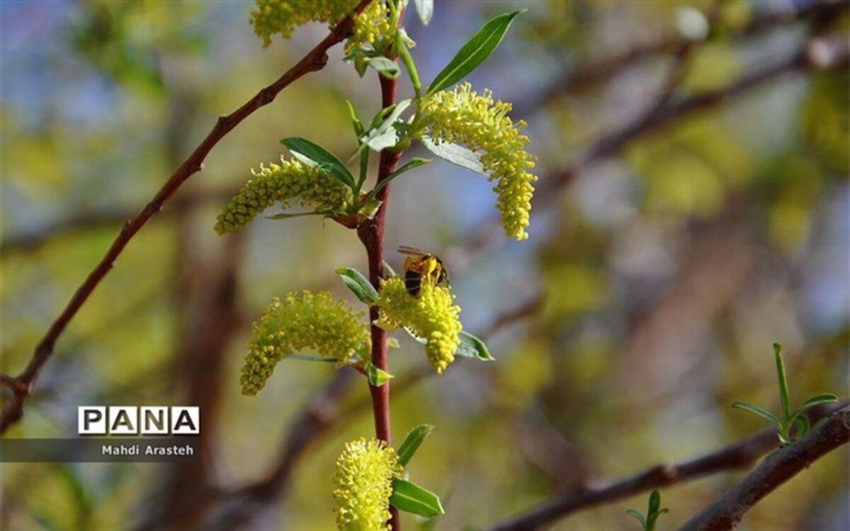 پاسخ به انتقاد هرس زودهنگام درختان