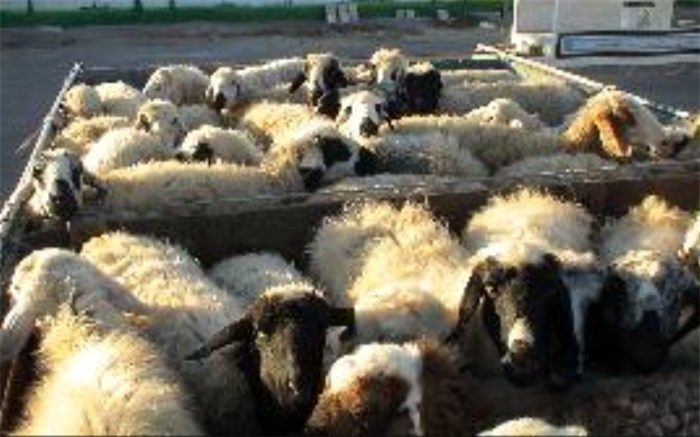 کشف دام قاچاق در خاتم