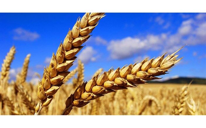 مرتضوی،‌ رئیس انجمن آرد: عرضه گندم در بورس متوقف شود