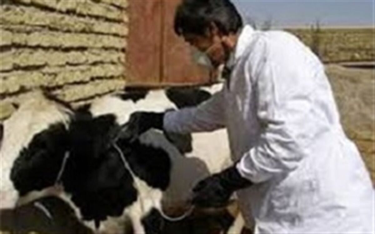 واکسیناسیون رایگان بیش از ۹۰ درصد جمعیت دام سنگین در فردوس